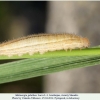 melanargia galathea pyatigorsk larva4c